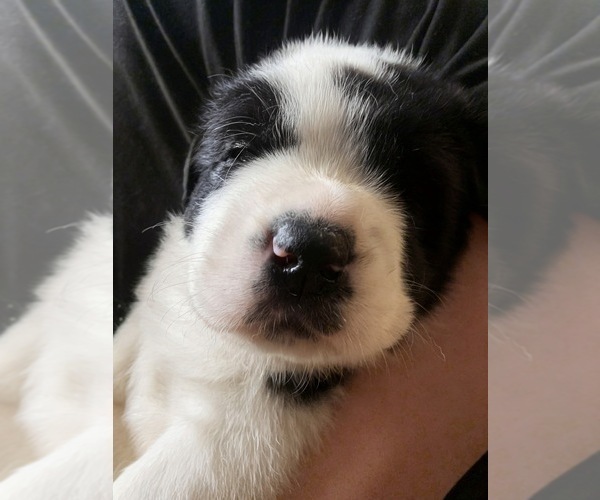Medium Photo #6 Cane Corso-Saint Bernard Mix Puppy For Sale in WORCESTER, MA, USA