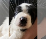 Small #5 Cane Corso-Saint Bernard Mix