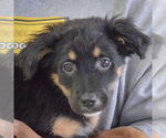 Small #5 Australian Shepherd Mix
