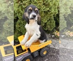 Small Cockapoo