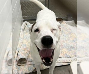 Boxer-Unknown Mix Dogs for adoption in Olathe, KS, USA