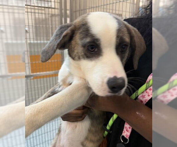Medium Photo #4 Catahoula Leopard Dog-Saint Bernard Mix Puppy For Sale in Houston, TX, USA