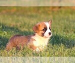 Small #3 Pembroke Welsh Corgi
