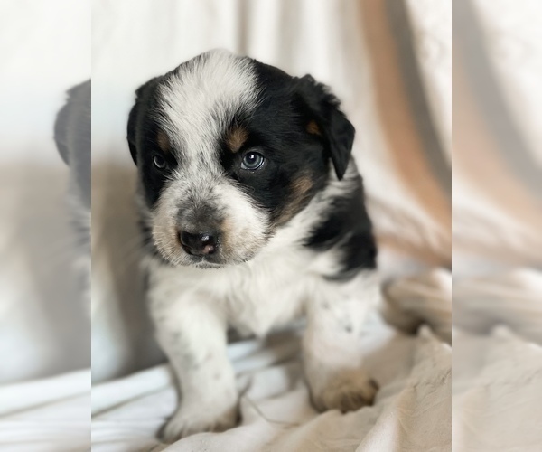 Medium Photo #3 Australian Shepherd Puppy For Sale in PELKIE, MI, USA
