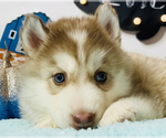 Small Photo #5 Siberian Husky Puppy For Sale in HESPERIA, CA, USA