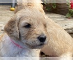 Small #4 Goldendoodle