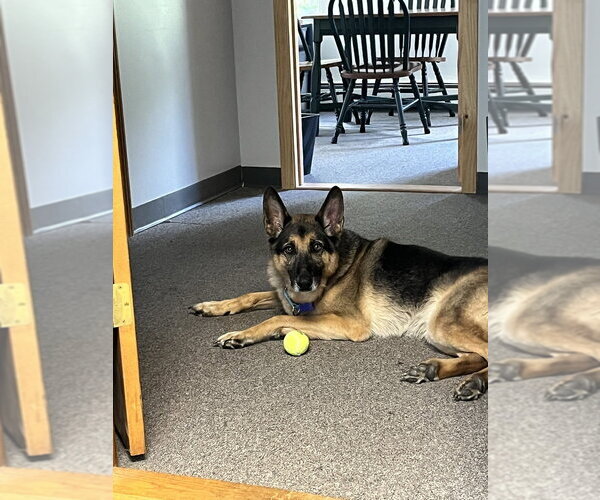 Medium Photo #3 German Shepherd Dog Puppy For Sale in Oak Bluffs, MA, USA