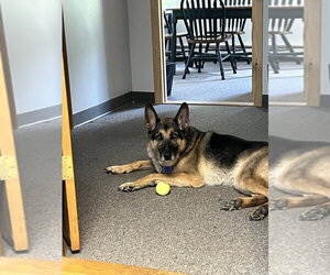 Guinness - Male German Shepherd Dog Dog for Adoption - Photo #3