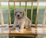 Small Photo #23 Goldendoodle Puppy For Sale in MARYVILLE, MO, USA