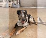 Small #2 Catahoula Leopard Dog Mix