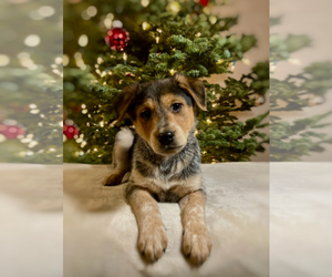 Australian Cattle Dog Puppy for sale in HILLSBORO, WI, USA