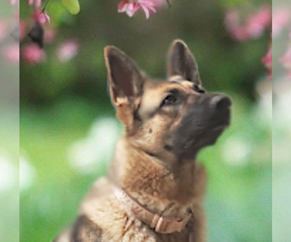Medium Photo #1 German Shepherd Dog Puppy For Sale in WITTMANN, AZ, USA