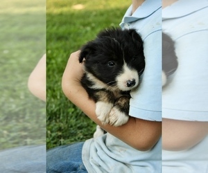 Border Collie-Miniature Australian Shepherd Mix Puppy for sale in MYERSTOWN, PA, USA