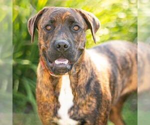 *ARLO - Male American Pit Bull Terrier Dog for Adoption - Photo #2