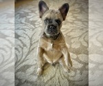 Small #1 French Bulldog