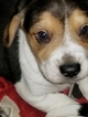 Small Photo #5 Beagle Puppy For Sale in CENTRALIA, WA, USA