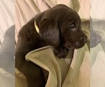 Small Photo #4 Labrador Retriever Puppy For Sale in PUEBLO, CO, USA