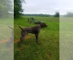 Small Photo #1 German Shorthaired Pointer Puppy For Sale in STEWARTVILLE, MN, USA