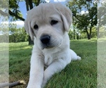 Small Photo #4 Labrador Retriever Puppy For Sale in VALLEY CITY, OH, USA