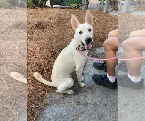 Medium Photo #4 German Shepherd Dog-Unknown Mix Puppy For Sale in San Diego, CA, USA