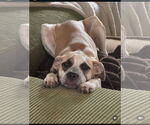 Small #1 Mutt