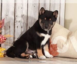 Shiba Inu Puppy for sale in MOUNT VERNON, OH, USA