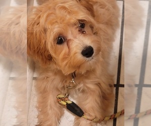 Shih-Poo Puppy for sale in MIDDLEBURG, FL, USA