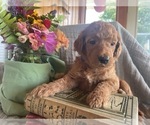 Small #2 Poodle (Standard)