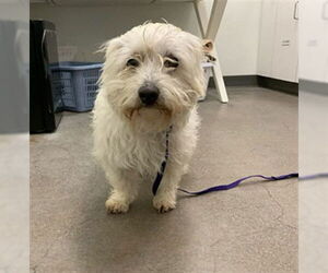 Poodle (Miniature)-Unknown Mix Dogs for adoption in Berkeley , CA, USA