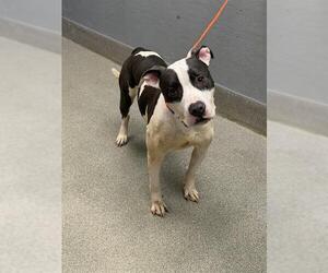 Mutt Dogs for adoption in Las Vegas, NV, USA