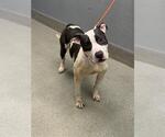 CAPTAIN CRUNCH - Male Mutt Dog for Adoption - Small photo