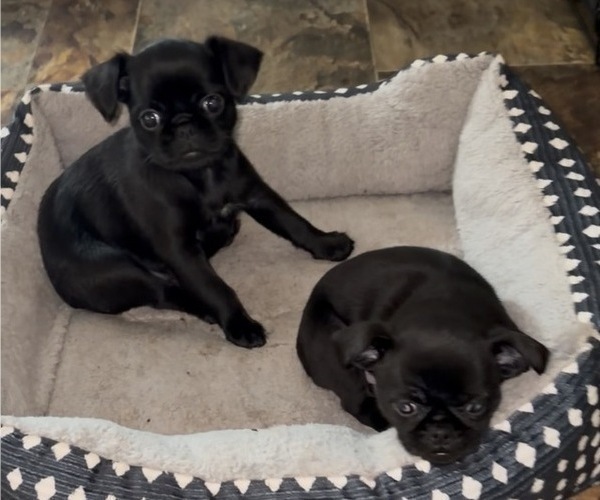 Medium Photo #2 Brussels Griffon Puppy For Sale in SPRING BRANCH, TX, USA