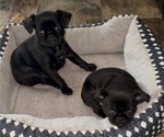 Small #1 Brussels Griffon