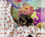 Small #6 Yorkshire Terrier