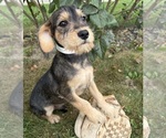 Small #4 Schnoodle (Miniature)