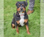 Small #4 Rottweiler