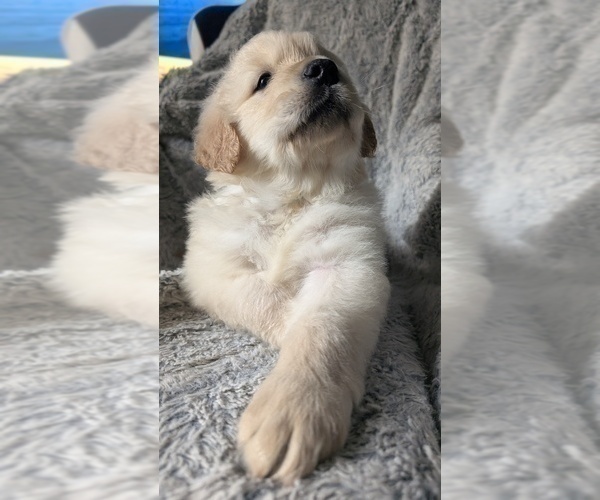 Medium Photo #7 Golden Retriever Puppy For Sale in MODESTO, CA, USA
