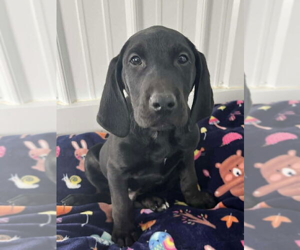 Medium Photo #2 Labrador Retriever-Unknown Mix Puppy For Sale in Osgood, IN, USA