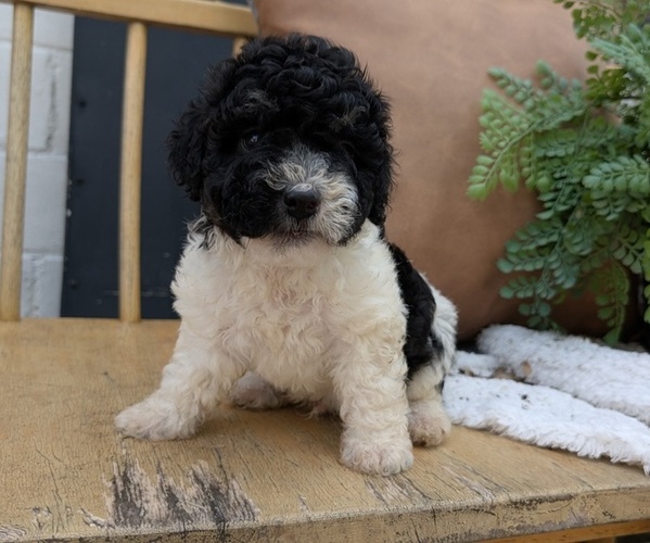 Medium Photo #15 Poovanese Puppy For Sale in GOSHEN, IN, USA