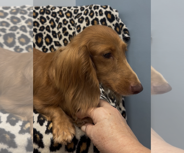 Medium Photo #5 Dachshund Puppy For Sale in Weston, FL, USA