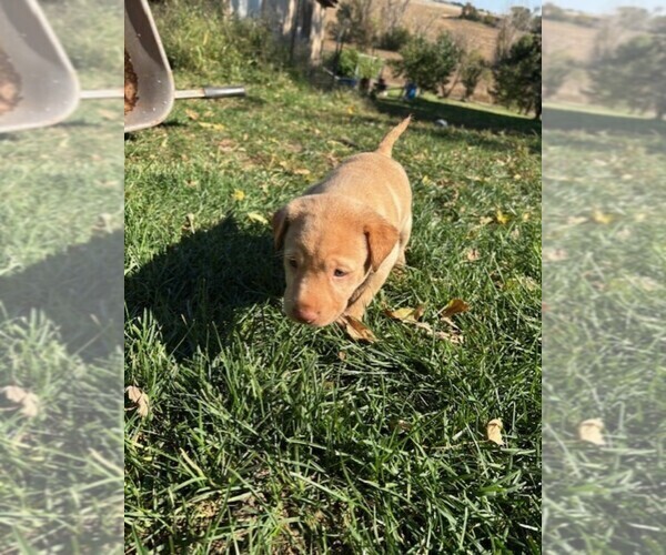 Medium Photo #1 Labrador Retriever Puppy For Sale in OMAHA, NE, USA