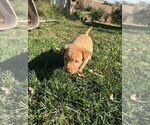 Puppy Blondie Labrador Retriever