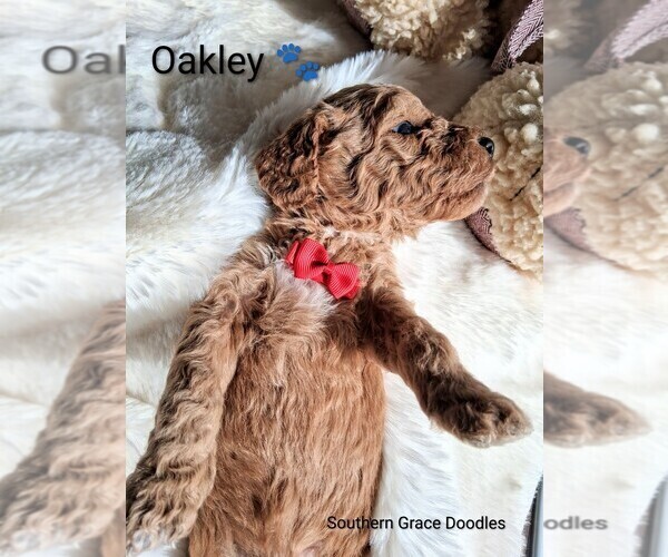 Medium Photo #6 Goldendoodle (Miniature) Puppy For Sale in GASTONIA, NC, USA