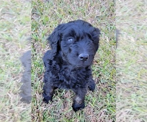 Australian Shepherd Puppy for sale in ARCHDALE, NC, USA