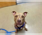 Small #11 American Staffordshire Terrier
