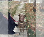 Small #8 Mastador