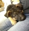 Small Photo #1 German Shepherd Dog Puppy For Sale in SAINT CHARLES, MI, USA