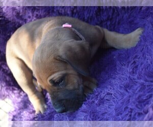 Great Dane Puppy for sale in ALVARADO, TX, USA