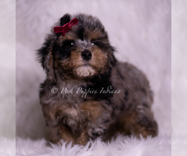 Medium Photo #4 Poodle (Toy) Puppy For Sale in WARSAW, IN, USA