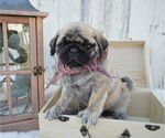 Small Photo #2 Pug Puppy For Sale in HONEY BROOK, PA, USA